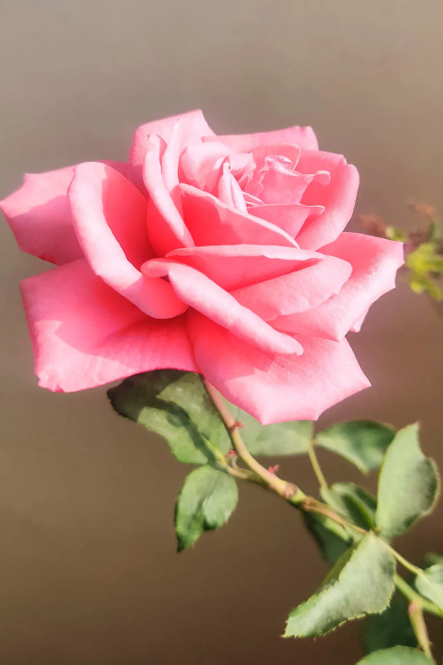 Pink Rose (PRT-16330-106636) - Canvas Art Print - 16in X 24in