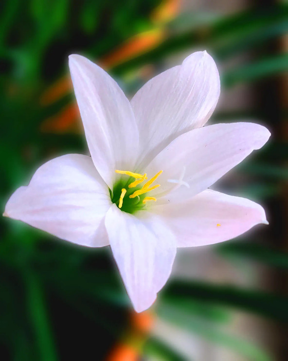 White Lily (PRT-16330-106723) - Canvas Art Print - 24in X 30in