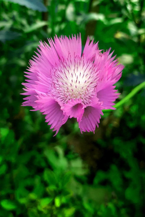 Purple Flower (PRT-16330-106720) - Canvas Art Print - 20in X 30in