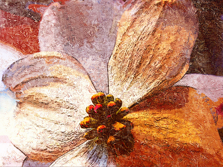 Flower,Floral,playing Flower,Colorful flowers,petal,beauty of floral,bloom ,blossom