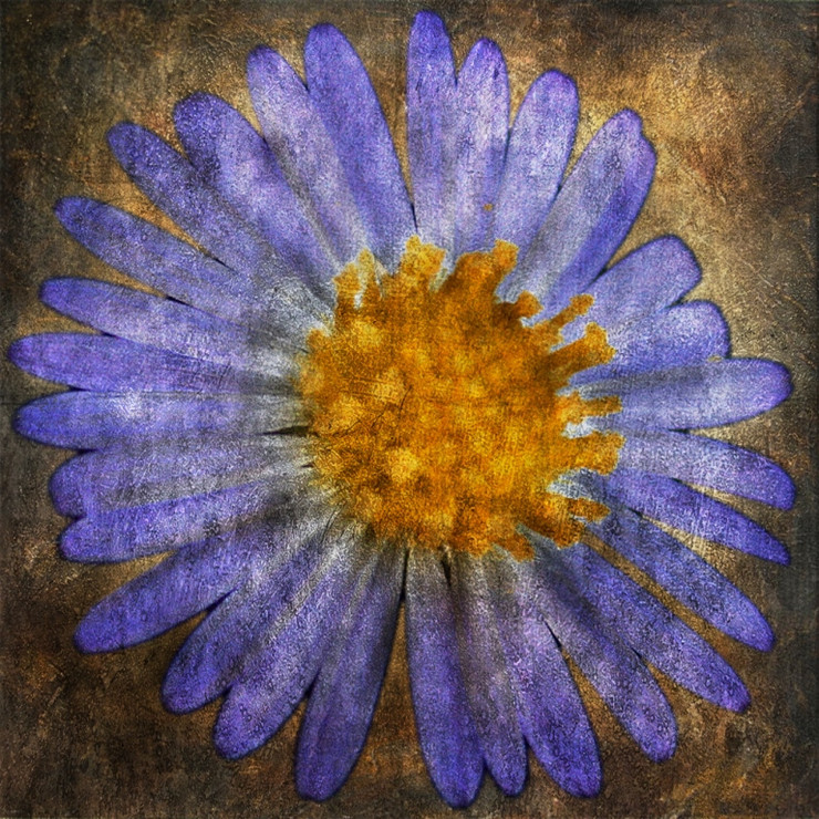 Flower,Floral,Colorful Flowers