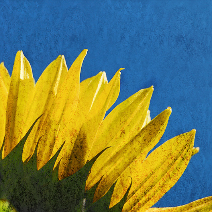Flower,Floral,Colorful Flowers,Sunflowers