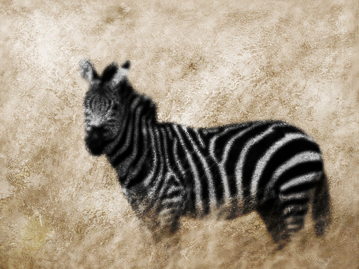 Zebra,Animal,Wild life,Zoo Animal,Strips