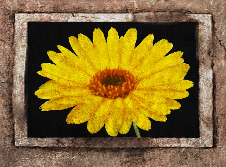 Floral Flowers,Yellow Flowers