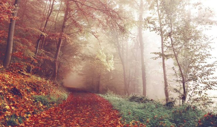 Beautiful Nature Scenery With Fog Effect (PRT-8645-109951) - Canvas Art Print - 18in X 11in