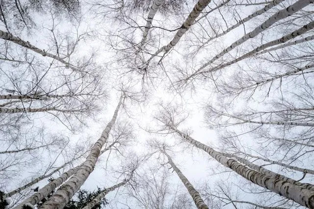 White Forest (PRT-16612-111694) - Canvas Art Print - 30in X 20in