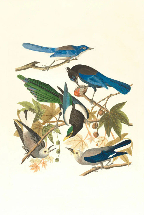 Birds Colony (PRT-16612-112811) - Canvas Art Print - 20in X 30in