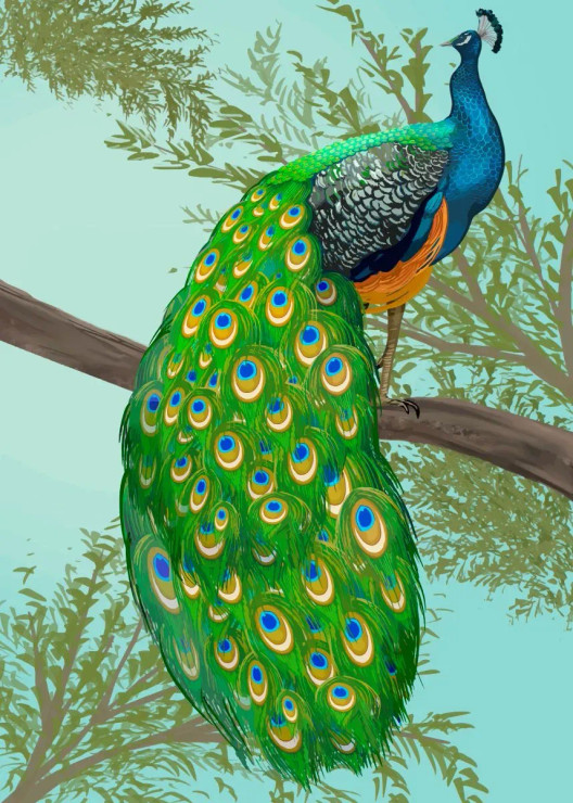 Peacock (PRT-7809-114149) - Canvas Art Print - 13in X 18in
