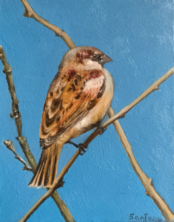 Lone Sparrow (PRT-7956-114210) - Canvas Art Print - 19in X 24in