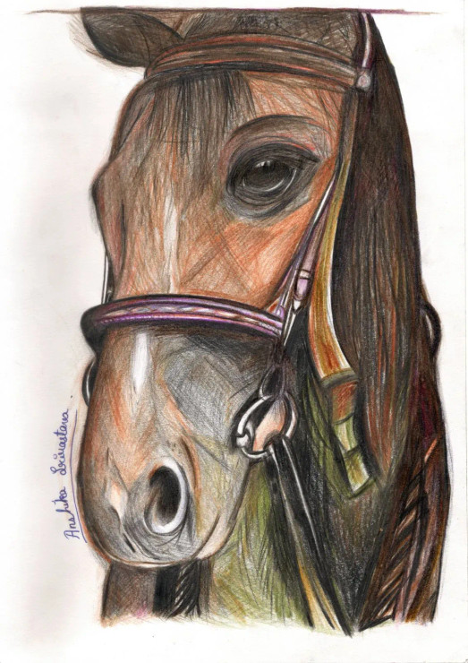 Horse Sketch (PRT-15368-119761) - Canvas Art Print - 13in X 18in