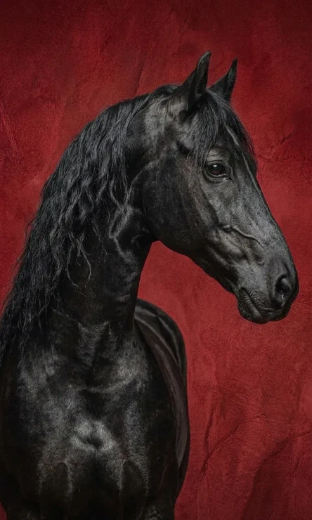 Handmade Acrylic Style Black Horse Painting - Textured Red Background Canvas Art (ART-3319-122592) - Handpainted Art Painting - 30in X 48in