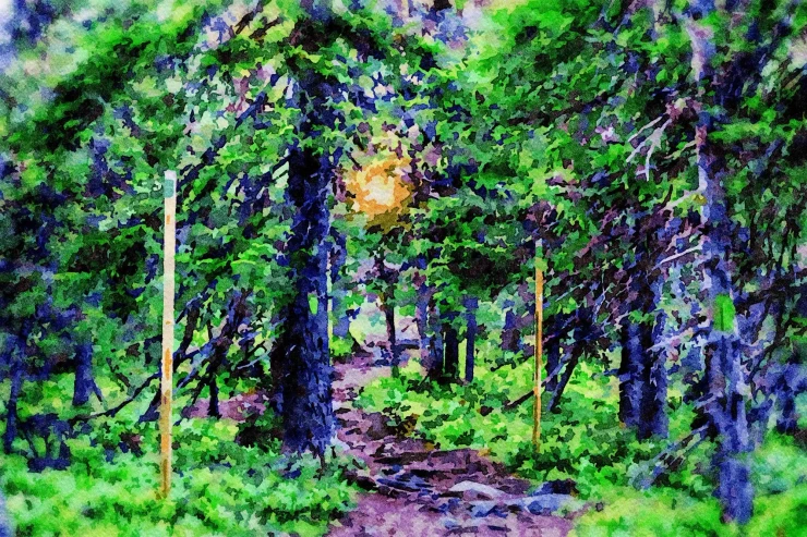 Dappled Sanctuary - Watercolour (PRT-16909-123631) - Canvas Art Print - 36in X 24in