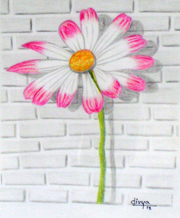 Nature, Pencil, Floral, Daisy, Wall, Brick,Daisy Flower,ART_1462_11993,Artist : Divya Kakkar,Pencil