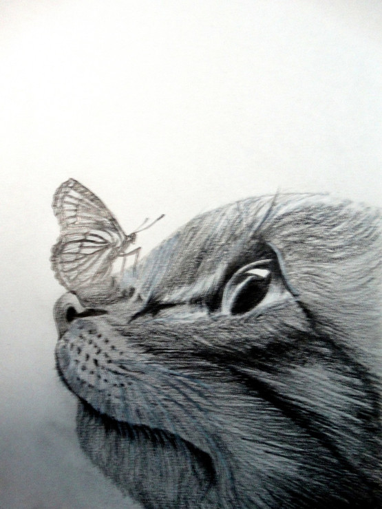 CAT, BUTTERFLY, PLAY,LIFE IS LIKE A BUTTERFLY,ART_1664_14365,Artist : SHAILEYEE  DAS,Pencil