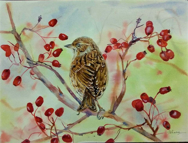 Dunnock Bird and Hawthorn berries (ART_3554_23108) - Handpainted Art Painting - 14in X 10in
