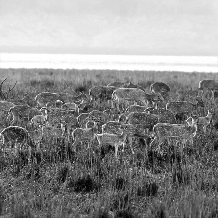 Jim Corbett 2370 By Medhi Photography (PRT_706) - Canvas Art Print - 21in X 21in