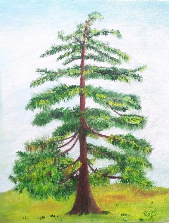 Cedar Tree (ART_5229_30524) - Handpainted Art Painting - 14in X 18in