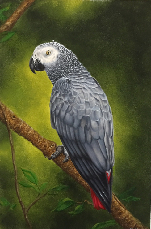 African Grey Parrot (ART_6428_37073) - Handpainted Art Painting - 10in X 14in