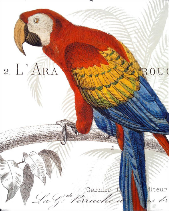 Parrot 02 (PRT_1264) - Canvas Art Print - 19in X 24in