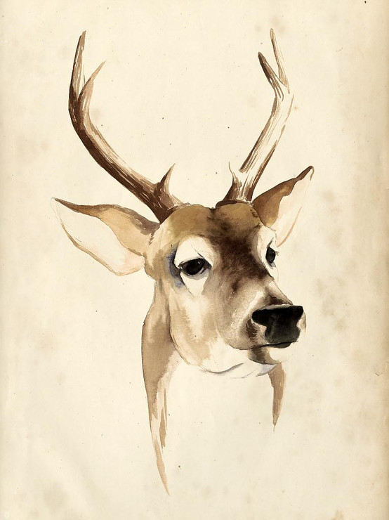 Deer01 (PRT_1370) - Canvas Art Print - 27in X 36in