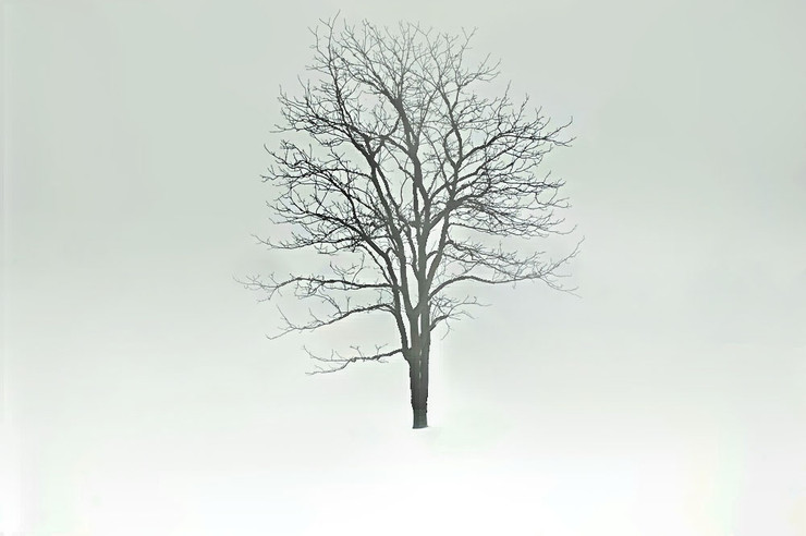 Snowscape,Snow Tree,Snow Fall