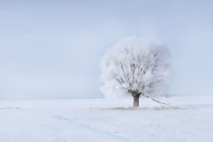 Snowscape,Snow Tree,Snow Fall