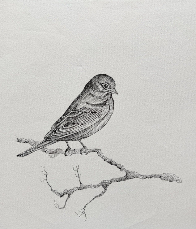 Bird 2 INK DRAWING (PRT_3343_42443) - Canvas Art Print - 14in X 11in