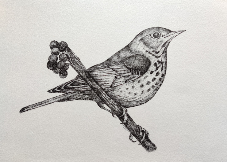 Bird 1 INK DRAWING (PRT_3343_42442) - Canvas Art Print - 14in X 11in