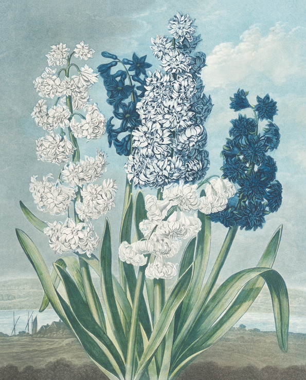 Hyacinths, From "The Temple Of Flora, Or Garden Of Nature" Engraver-Thomas Warner (British, Active 1790‚Äì1828)  by After Sydenham Teak Edwards
(PRT_5041) - Canvas Art Print - 15in X 18in