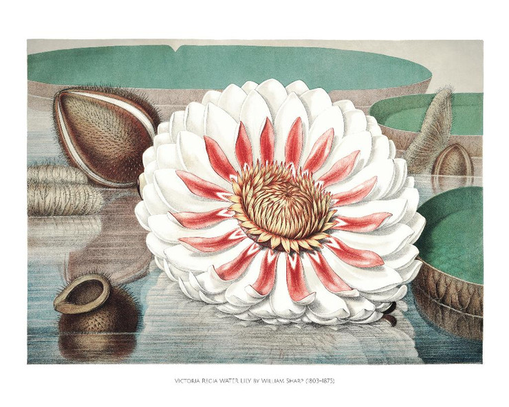 Vintage Gigantic Water Lily by William Sharp
(PRT_5464) - Canvas Art Print - 33in X 27in