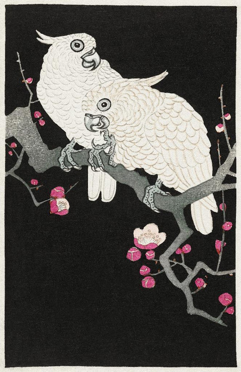 Two Cockatoo And Plum Blossom (1925 - 1936) by Ohara Koson
(PRT_5589) - Canvas Art Print - 22in X 34in