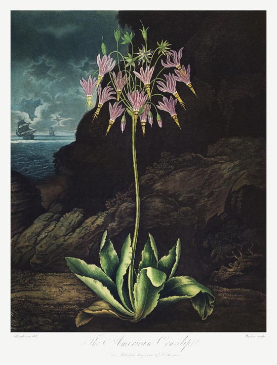 The American Cowslip From The Temple Of Flora (1807) by Robert John Thornton
(PRT_5325) - Canvas Art Print - 27in X 36in