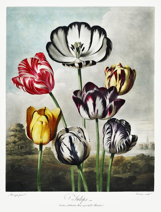 Tulips From The Temple Of Flora (1807) by Robert John Thornton
(PRT_5355) - Canvas Art Print - 27in X 36in