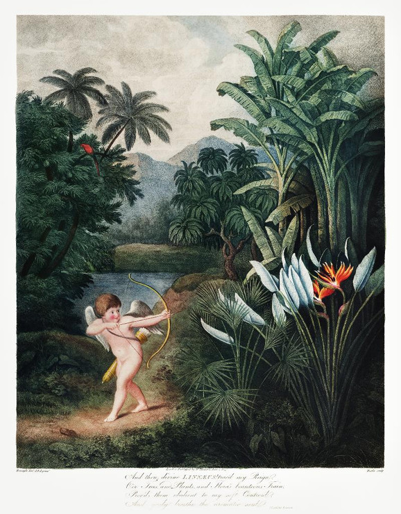 Cupid Inspiring Plants With Love From The Temple Of Flora (1807) by Robert John Thornton
(PRT_5373) - Canvas Art Print - 27in X 34in