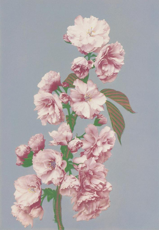 Beautiful Photomechanical Prints Of Cherry Blossom (1887‚Äì1897)  by Ogawa Kazumasa
(PRT_5425) - Canvas Art Print - 16in X 23in