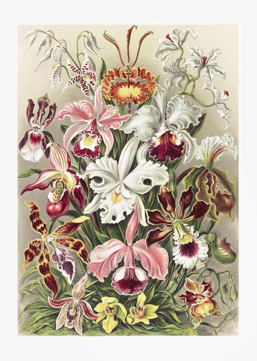 Orchideae‚ÄìDenusblumen A Giltsch, Gem From Kunstformen Der Natur (1904) by Ernst Haeckel
(PRT_5551) - Canvas Art Print - 28in X 39in