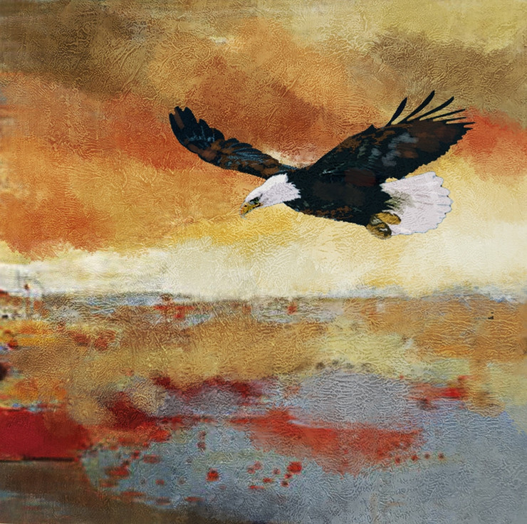 Freedom Haze,American eagle,white headed,Great Bird
