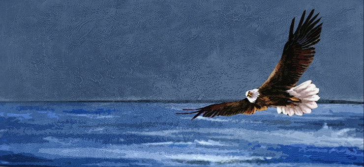 Soaring Eagle,American eagle,white headed,Great Bird