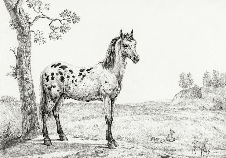 Standing Mottled Horse By Jean Bernard (PRT_6311) - Canvas Art Print - 31in X 22in
