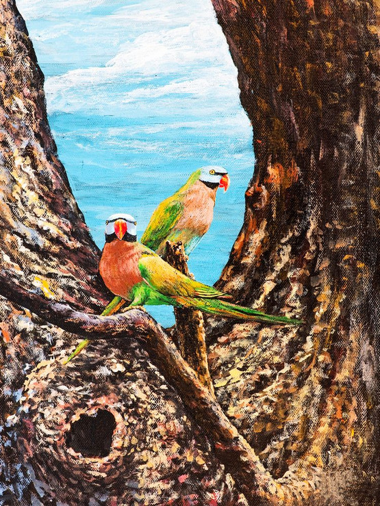 birds, parrots, pair of parrots, two parrots, multi color parrots, love birds