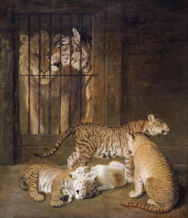 Group Of Whelps Bred Between A Lion And A Tigress By Jacques Laurent Agasse (PRT_8033) - Canvas Art Print - 16in X 19in