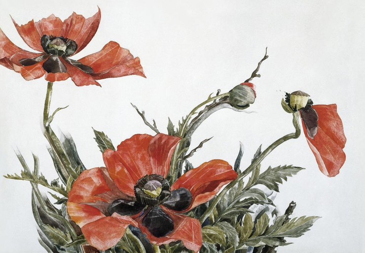 Red Poppies (1929) By Charles Demuth (PRT_8065) - Canvas Art Print - 22in X 15in