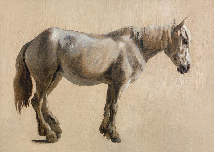Study Of A Grey Horse By Jacques Laurent Agasse (PRT_8074) - Canvas Art Print - 18in X 13in