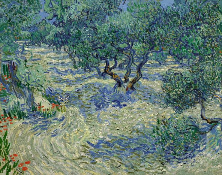 Olive Orchard By Vincent Van Gogh (PRT_8442) - Canvas Art Print - 23in X 18in