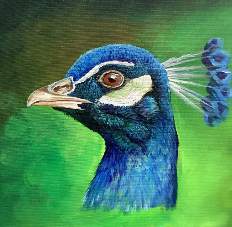 Realistic Peacock Portrait (ARTOHOLIC) (ART_3319_58336) - Handpainted Art Painting - 24in X 24in