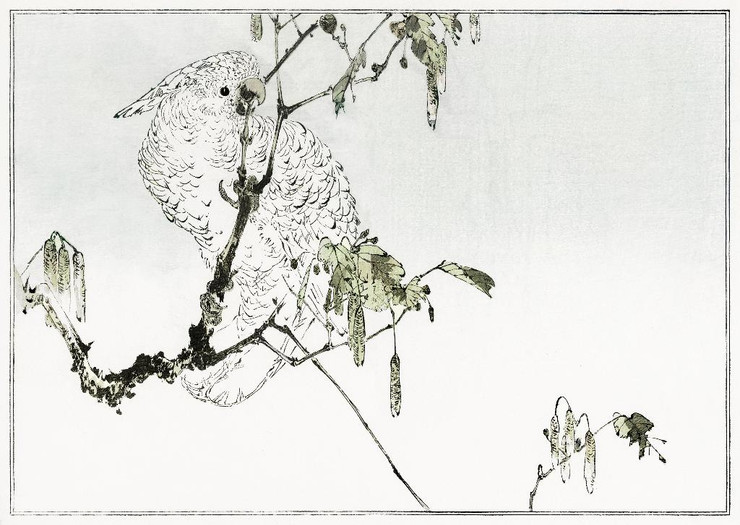 White Cockatoo Perched On A Branch (1890) By Wantanabe Seitei (PRT_9947) - Canvas Art Print - 38in X 27in