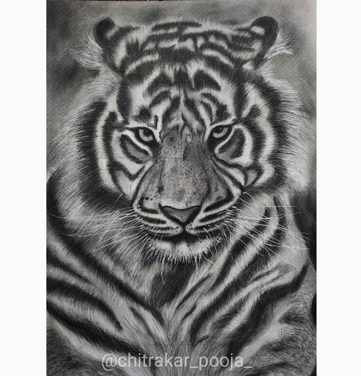 Tiger sketch (ART_8204_60852) - Handpainted Art Painting - 12in X 8in