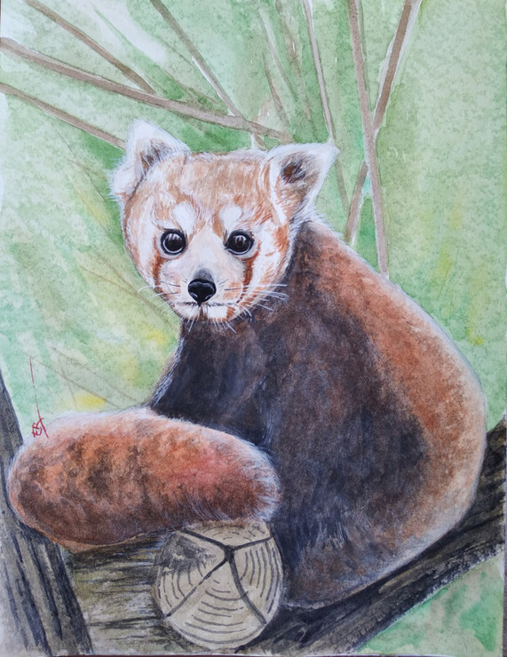 Red panda watercolor (ART_1559_62723) - Handpainted Art Painting - 12in X 9in