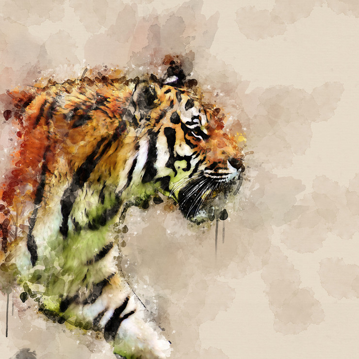 Tigers  (PRT_7809_63680) - Canvas Art Print - 36in X 36in