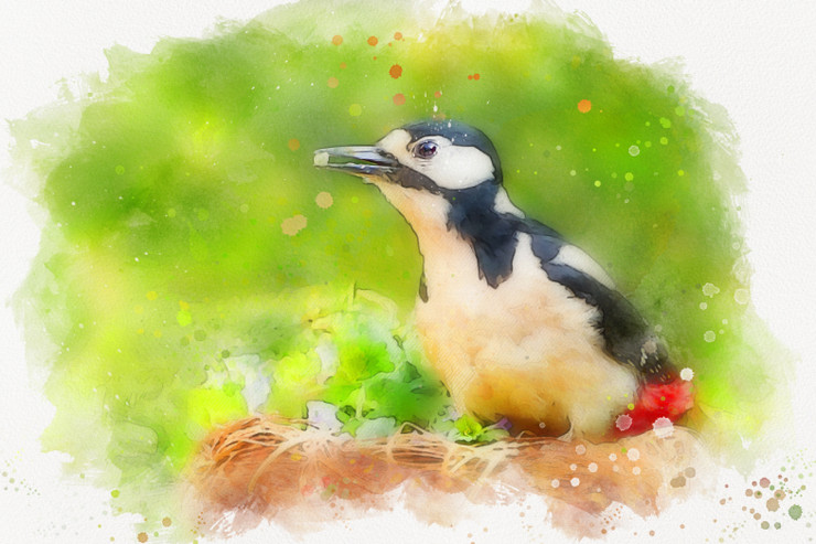 Bird Great Spotted Woodpecker (PRT_7809_63876) - Canvas Art Print - 36in X 24in